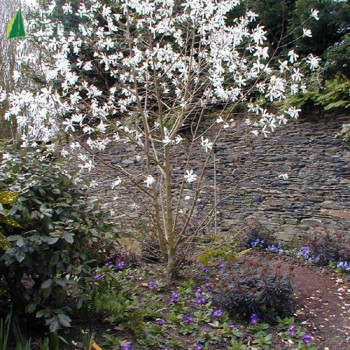 MAGNOLIA Stellata