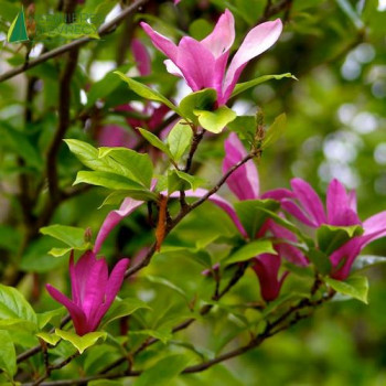 MAGNOLIA Susan