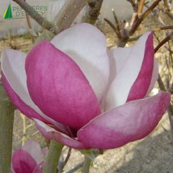 MAGNOLIA x soulangeana Rustica rubra