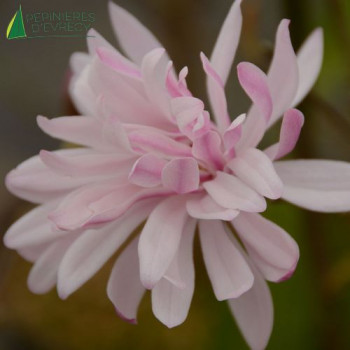 MAGNOLIA stellata Rosea 125/150 Cont.30 L 