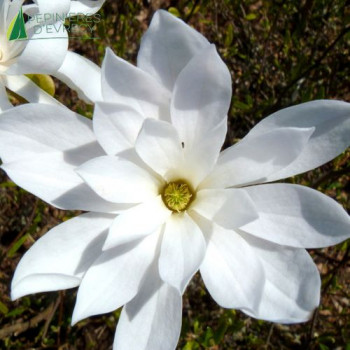 MAGNOLIA stellata Waterlily