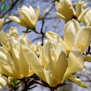MAGNOLIA Yellow lantern