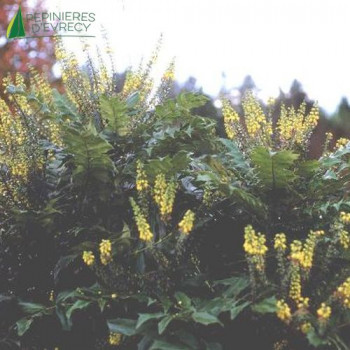 MAHONIA x media Charity 30/40 Cont.3/4 L 
