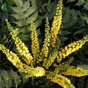 MAHONIA (x) media Winter sun