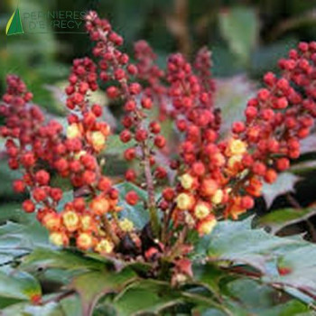 MAHONIA nitens Cabaret  Cont.3/4 L 