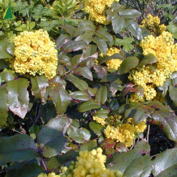 MAHONIA aquifolium 30/40 Cont.3/4 L 