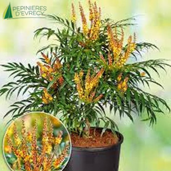 MAHONIA Volcano