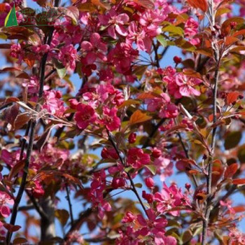 MALUS coccinella courtaru