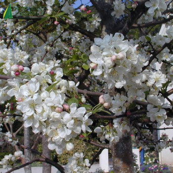 MALUS floribunda evereste 80/100 Cont.5/7.5 L 