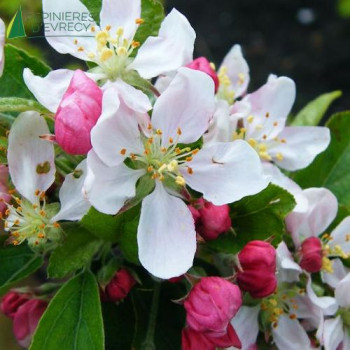 MALUS Golden hornet
