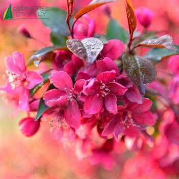 MALUS Liset 80/100 Cont.5/7.5 L 