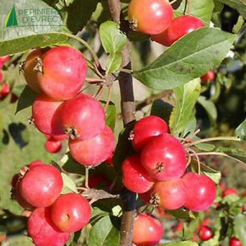 MALUS Red sentinel