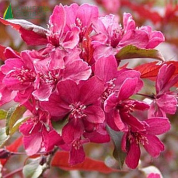 MALUS Royalty