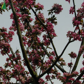 MALUS Rudolph
