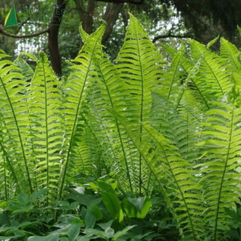 MATTEUCCIA struthiopteris  Cont.3/4 L 