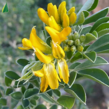 MEDICAGO arborea