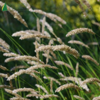 MELICA ciliata