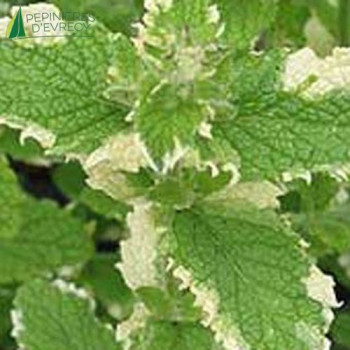 MENTHA rotundifolia Variegata  Godet 8/9 
