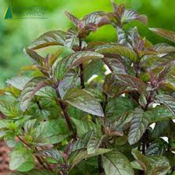 MENTHE Chocolat
