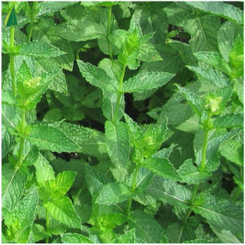 MENTHE verte Du maroc