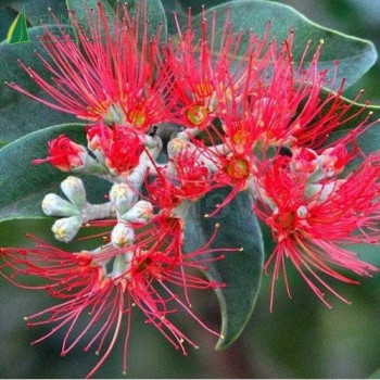 METROSIDEROS thomasii