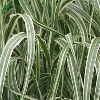 MISCANTHUS sinensis Cabaret
