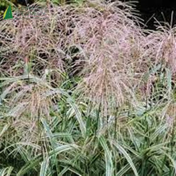 MISCANTHUS sinensis Cosmopolitan