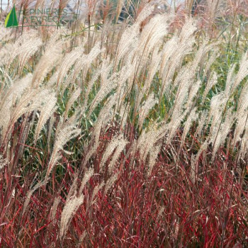 MISCANTHUS sinensis Dronning Ingrid