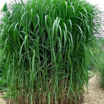 MISCANTHUS sinensis giganteus