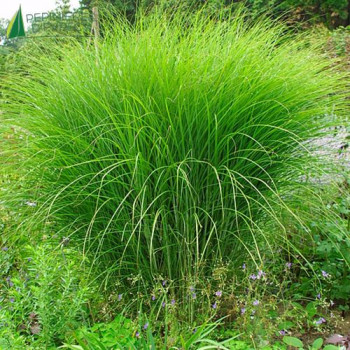 MISCANTHUS sinensis Gracillimus