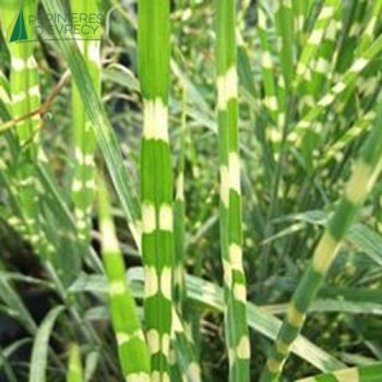 MISCANTHUS sinensis STRICTUS  Cont.5/7.5 L 