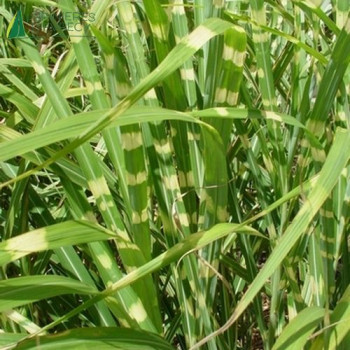 MISCANTHUS sinensis Zebrinus