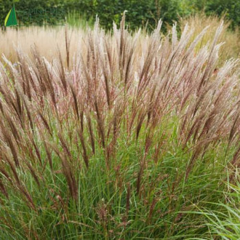 MISCANTHUS sinensis yakushima dwarf