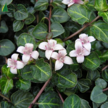 MITCHELLA repens