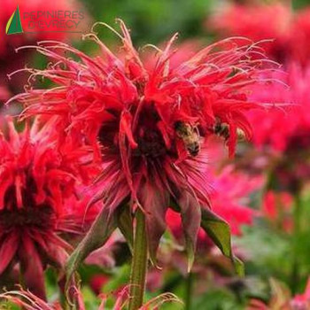 MONARDA cambridge Scarlet  Godet 8/9 