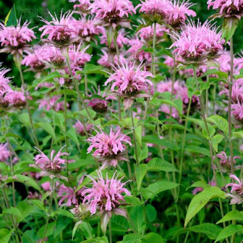 MONARDA croftway Pink  Godet 8/9 