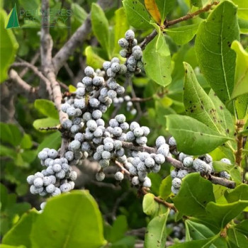 MORELLA pensylvanica