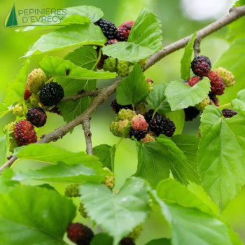 MORUS rotundiloba Mojo Berry