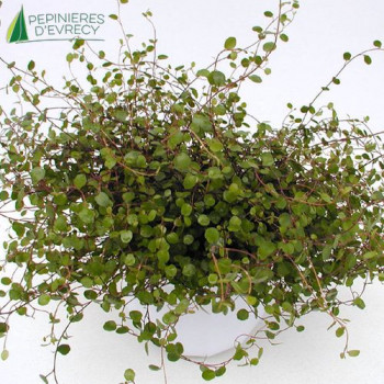 MUEHLENBACKIA complexa