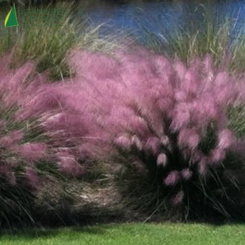 MUHLENBERGIA capillaris