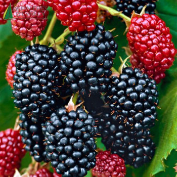 MURE geante Thornless evergreen (rubus fruticosa) 80/100 Cont.3/4 L 
