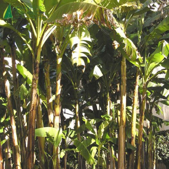 MUSA basjoo  Cont.5/7.5 L 