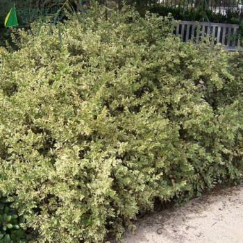 MYRTUS communis Variegata