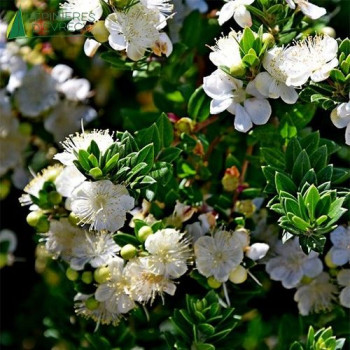 MYRTUS communis  Cont.5/7.5 L 