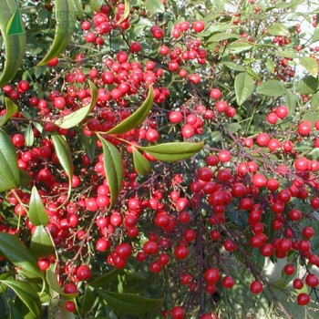 NANDINA domestica