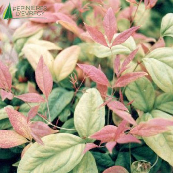 NANDINA domestica Fire power  Cont.2/2.5 L 