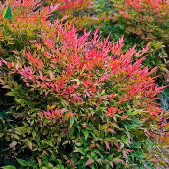 NANDINA domestica 'Gulf stream'
