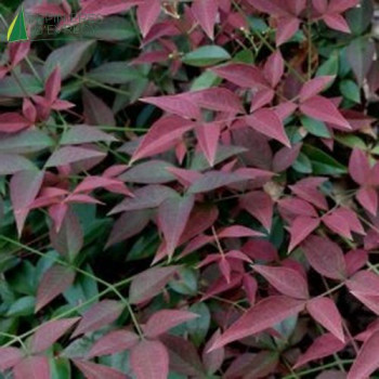 NANDINA domestica Harbor dwarf 40/60 Cont.5/7.5 L 