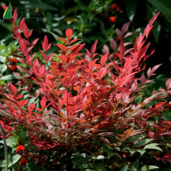 NANDINA domestica Obsessed Noble®  Cont.3/4 L 
