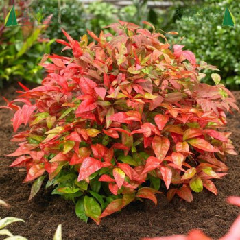 NANDINA domestica Blush Pink 20/30 Cont.2/2.5 L 